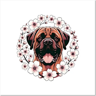 Bullmastiff Enjoys Spring Amidst Cherry Blossoms Beauty Posters and Art